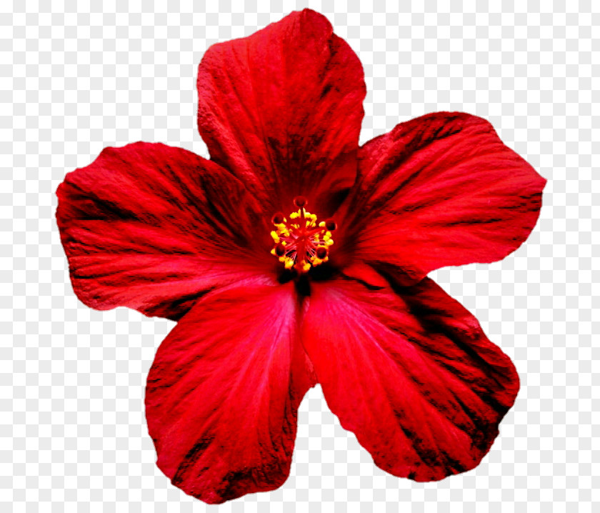 Red Hibiscus Shoeblackplant Rosemallows PNG