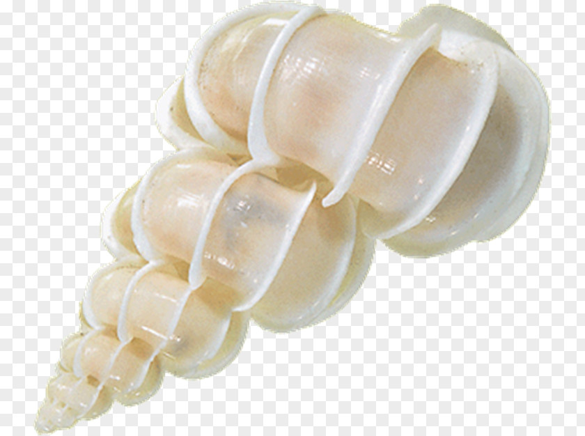 Shell Seashell Conch Sea Glass Lambis PNG