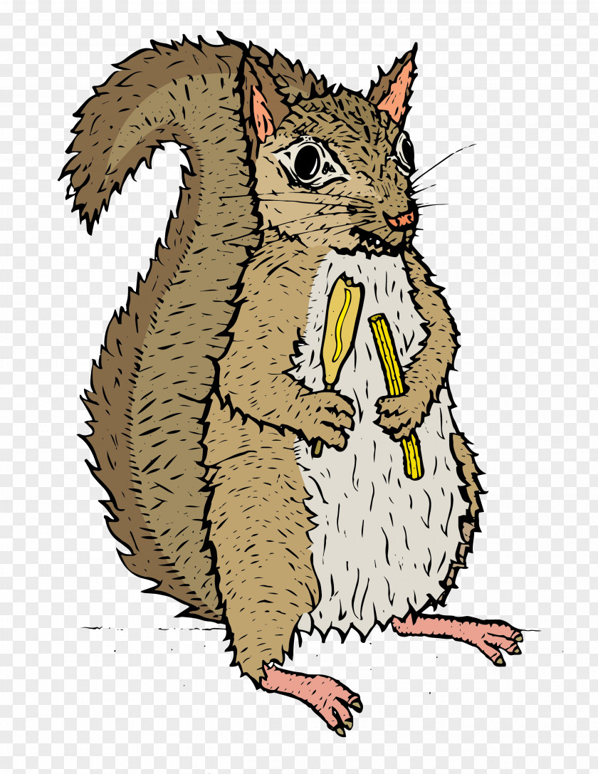 Squirrel Fox Rodent Drawing PNG