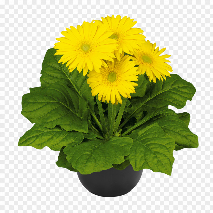 Chrysanthemum Transvaal Daisy Cut Flowers Plant Carnation PNG
