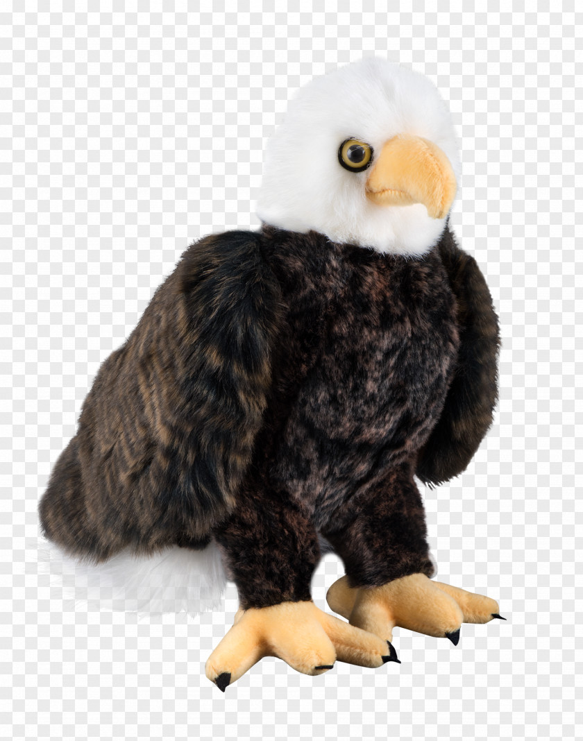 Eagle Bald Bird Of Prey Stuffed Animals & Cuddly Toys PNG