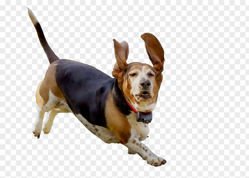 Harrier Beagle Dog Breed Basset Hound Companion PNG