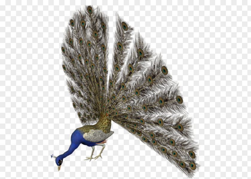 Peacock Asiatic Peafowl Bird Animation PNG