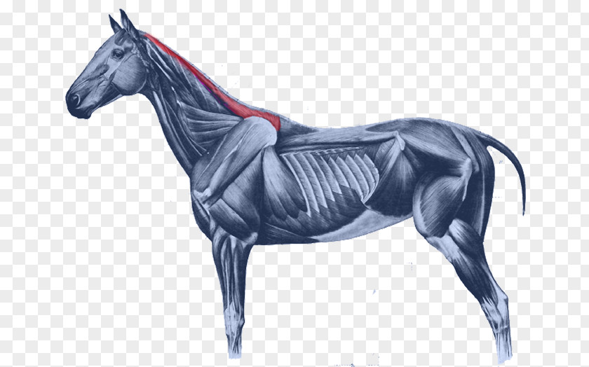 Rhombus Muscle Equine Anatomy Horses Muscular System Of The Horse Mustang PNG