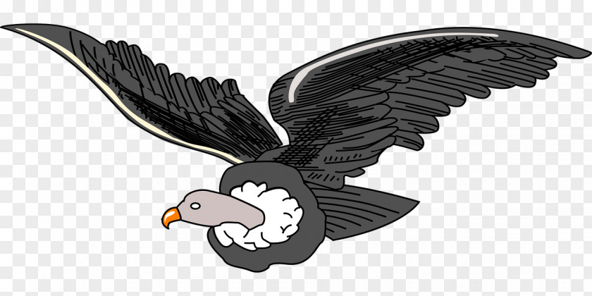 Bird Clip Art Andean Condor Illustration PNG