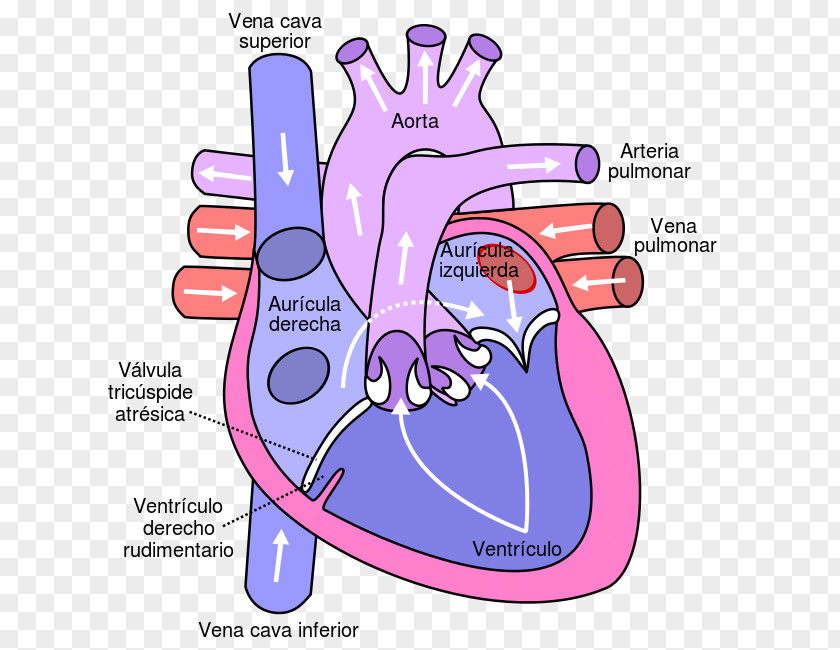 Heart Circulatory System Pulmonary Vein Anatomy Diagram PNG