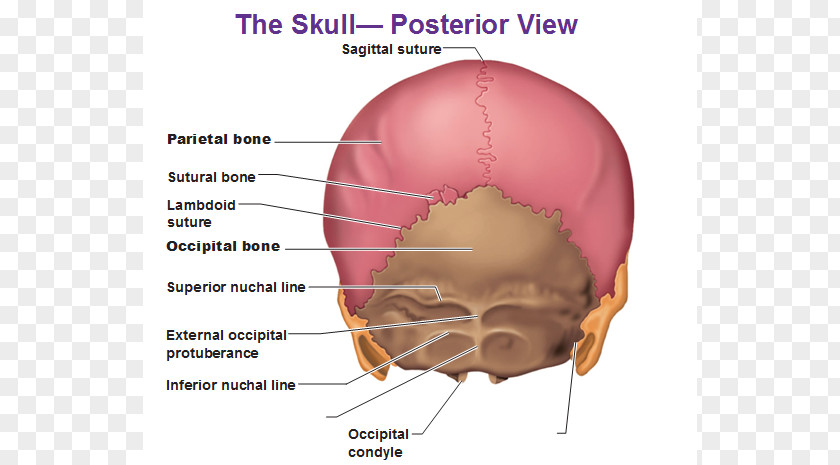 Image Of Skull Human Body Anatomy External Occipital Protuberance Back PNG