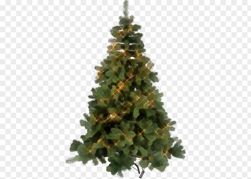 Plant White Pine Christmas Tree PNG