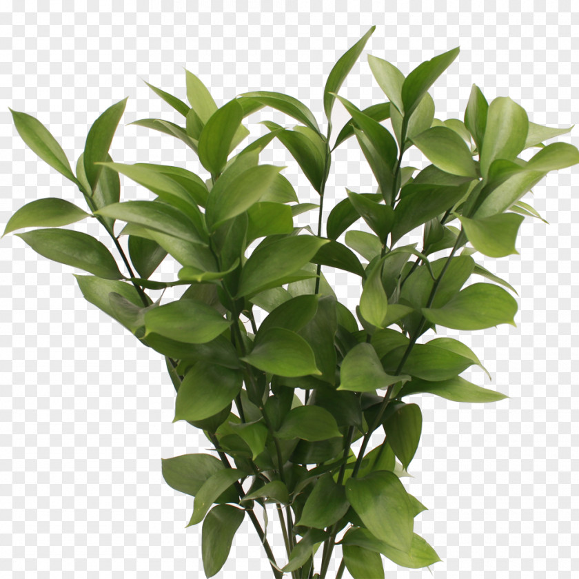 Ruscus Plant Stem Leaf Shrub Length PNG