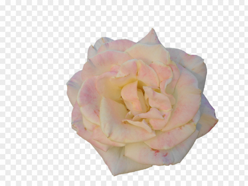 Darshan Garden Roses Cabbage Rose Cut Flowers Petal Pink M PNG