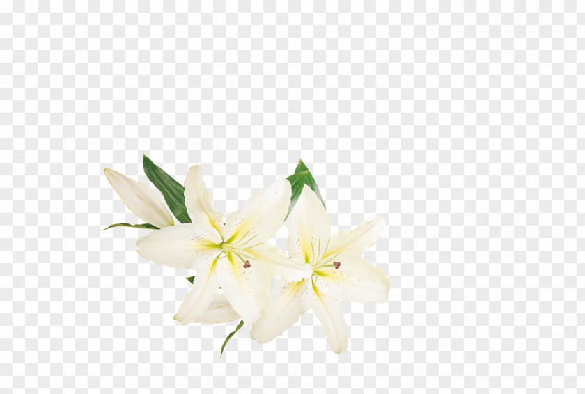 Flowers PNG clipart PNG