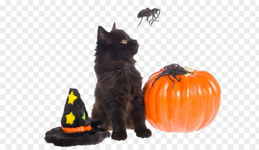 Halloween Kitten Image Black Cat Dog Pet PNG