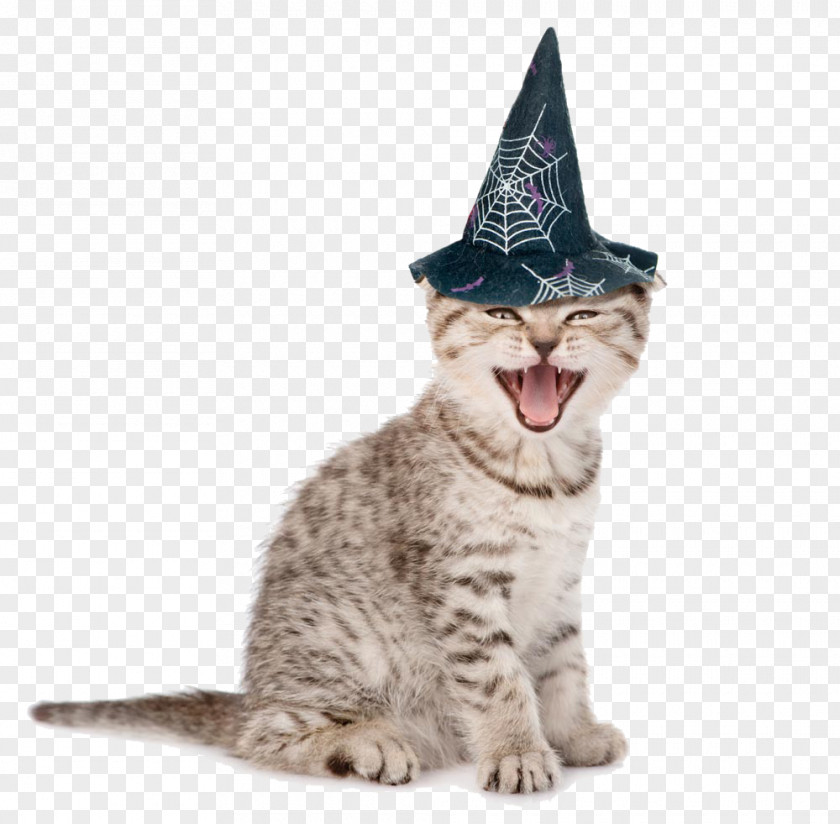 Happy Laughing Cat PNG