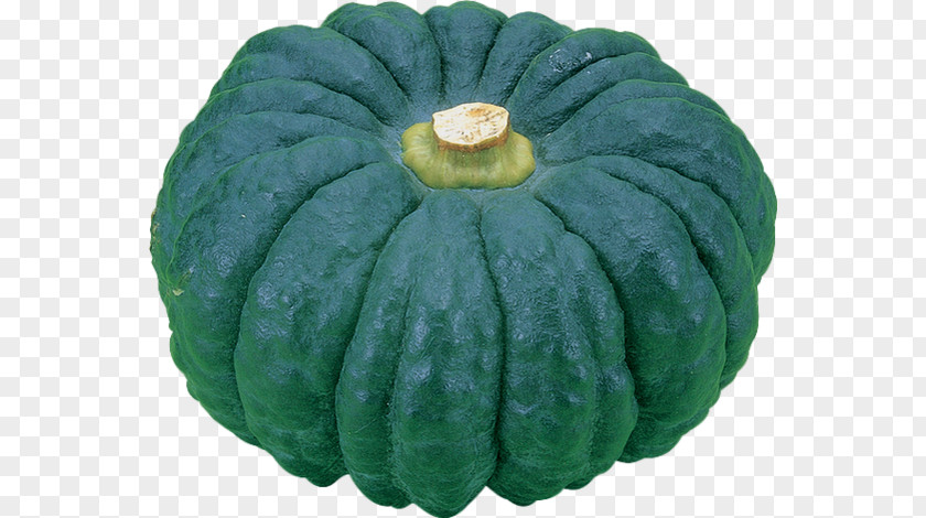 Squash Gourd Cucurbita Winter Melon Zucchini PNG