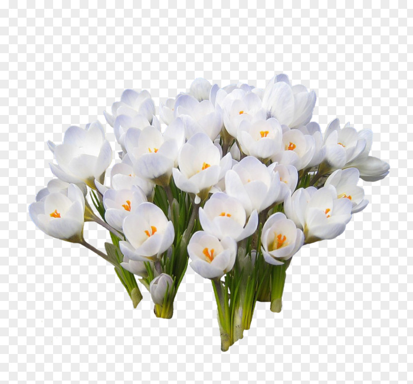 Crocuses International Women's Day Holiday 8 March Snowdrop Woman PNG