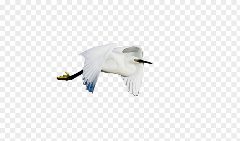 Feather PNG