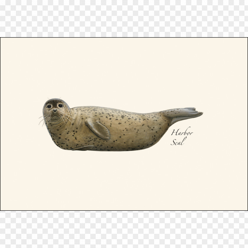 Harbor Seal Sea Lion North Carolina Marine Mammal Pinniped PNG