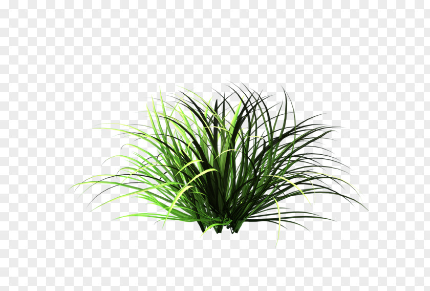 Nature Tall Grass Patch Of Lawn Garden Clip Art PNG