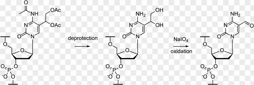 Oligonucleotide Synthesis Protecting Group Cytosine Periodate PNG