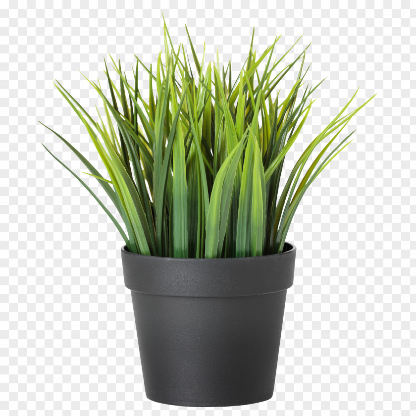 Plants Houseplant Flowerpot For The Home Bamboo PNG