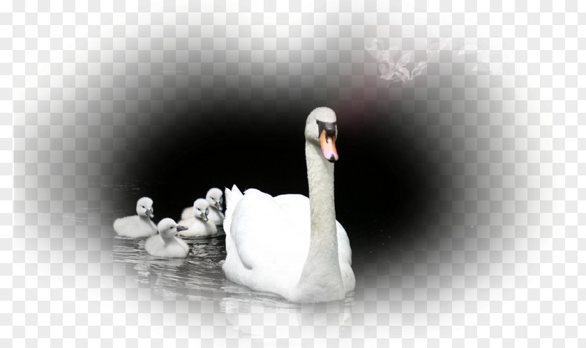 Quotation Chapters And Verses Of The Bible Mute Swan Telugu PNG