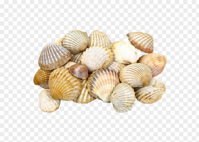Scallop Shell Cockle Seashell Light Clam PNG