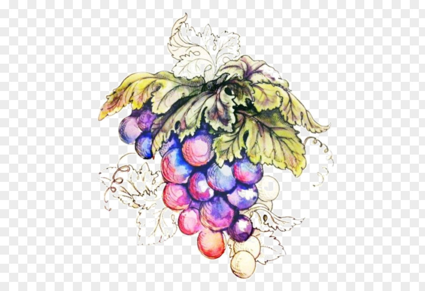 A String Of Hand Painted Grapes Grape Kyoho PNG
