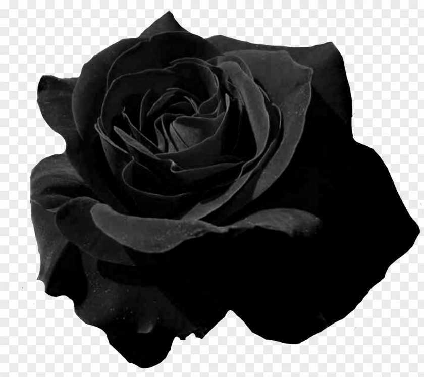 Black Rose Garden Roses Flower Petal PNG