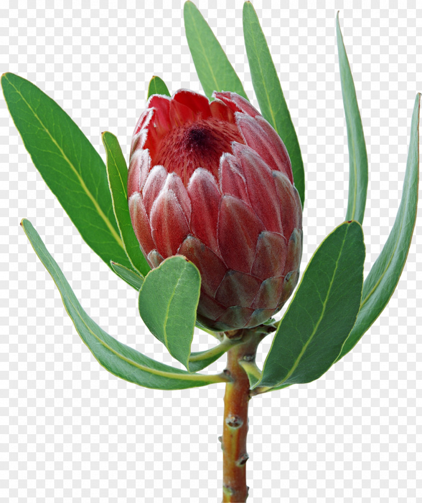 Flower-shaped Biscuits Protea Cynaroides Flower Bouquet Inflorescence Clip Art PNG