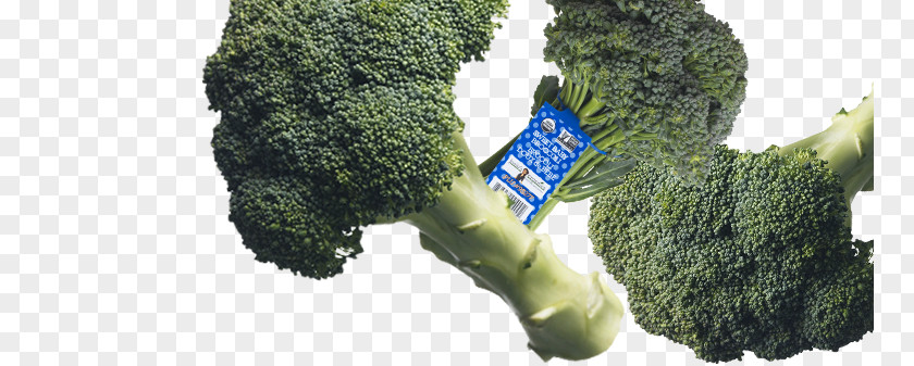 Lacinato Kale Broccolini Salad Organic Food Collard Greens PNG