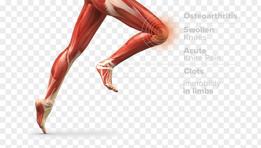 Thigh Muscle Muscular System Anatomy Human Body PNG system body, woman clipart PNG