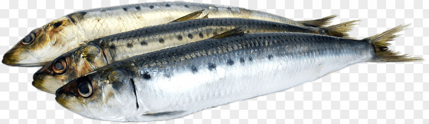 Verylowcalorie Diet Sardine Oily Fish Omega-3 Fatty Acids Oil PNG