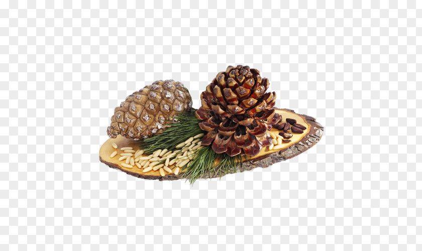 Brown Pine Cone Stone Conifer Nut Cedar Food PNG
