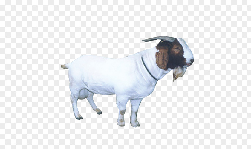 Goat Sheep Livestock PNG