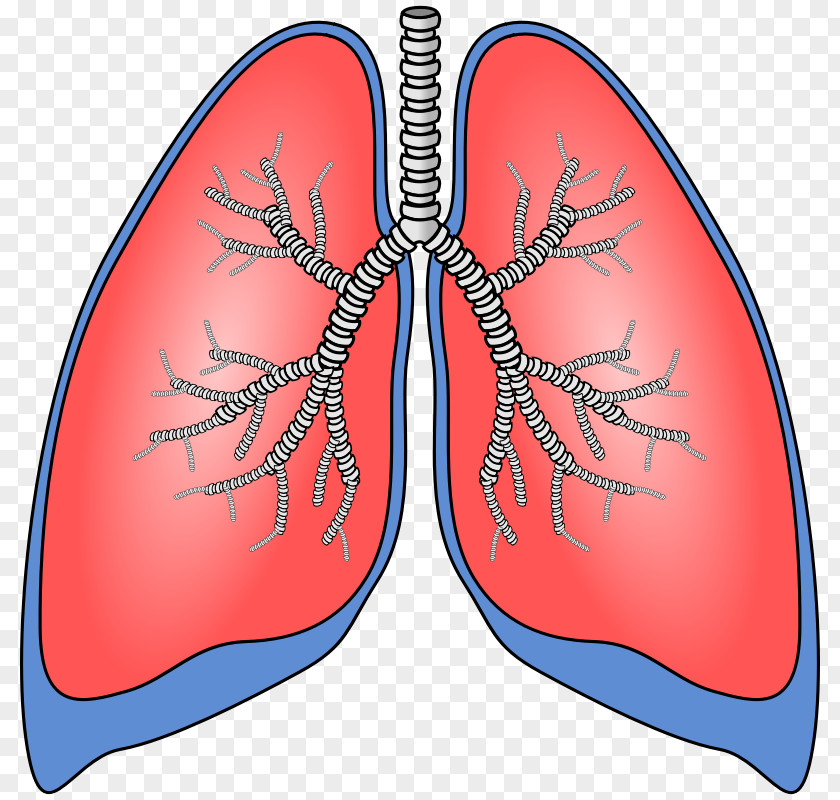 Human Anatomy Cliparts Lung Breathing Clip Art PNG