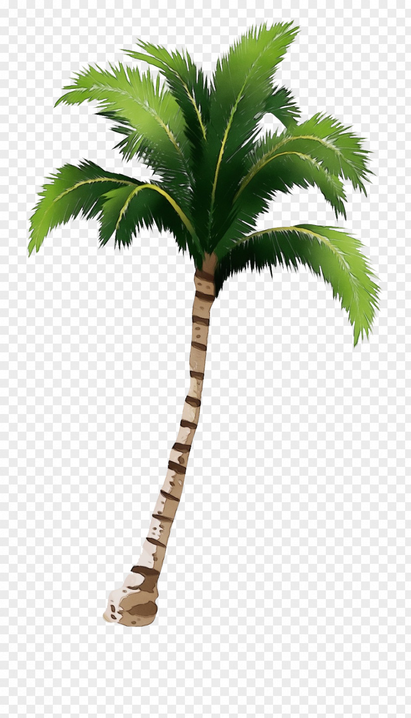 Plant Stem Terrestrial Palm Tree PNG
