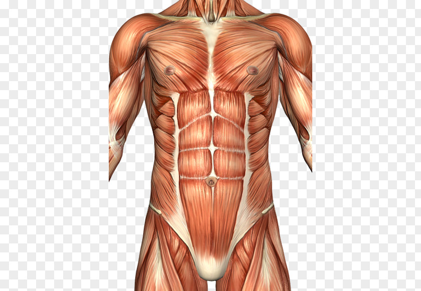 Rectus Abdominis Muscle Abdomen Anatomy Human Body Abdominal Wall PNG
