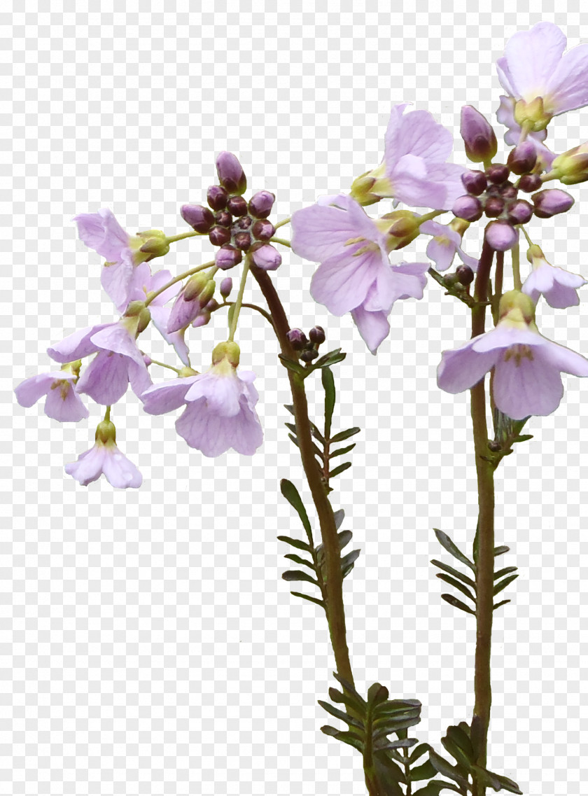 Violet Lavender Cut Flowers Plant Stem Twig PNG