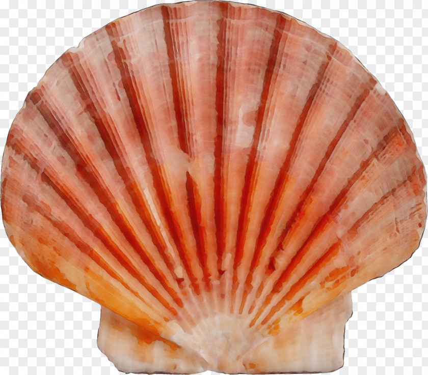 Natural Material Seafood Shell Scallop Bivalve Cockle Shellfish PNG