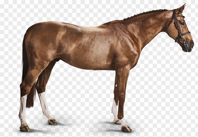 Sperma Bashkir Horse Belgian Warmblood Curly PNG