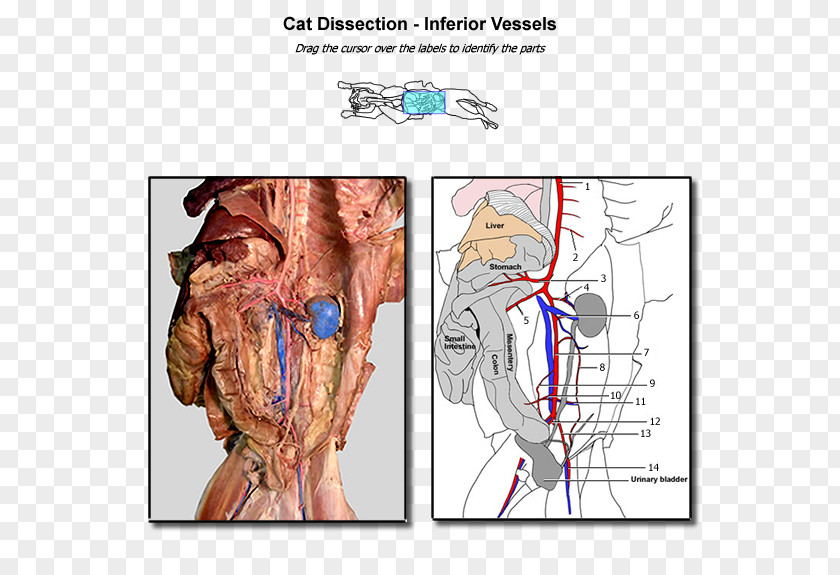 Blood Vessel Cat Anatomy Dissection Human PNG