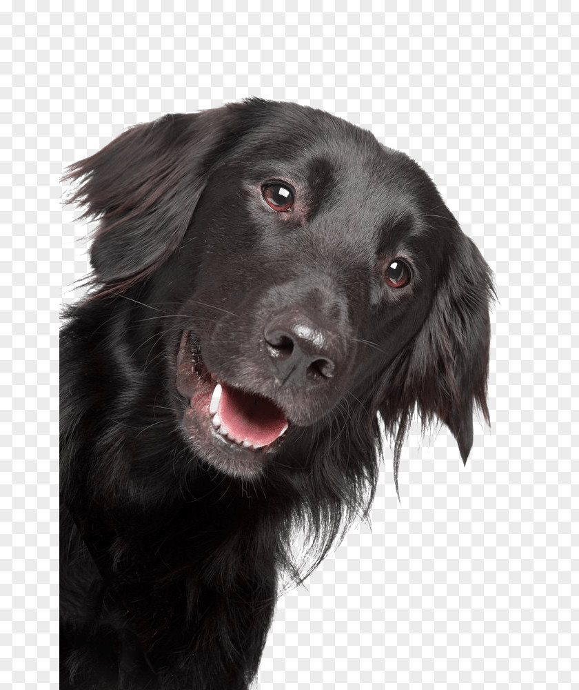 Golden Retriever The Flat-coated Labrador Puppy PNG