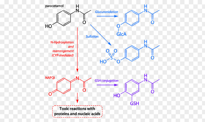 Metabolism Acetaminophen Paracetamol Poisoning Hepatotoxicity Analgesic Pharmaceutical Drug PNG