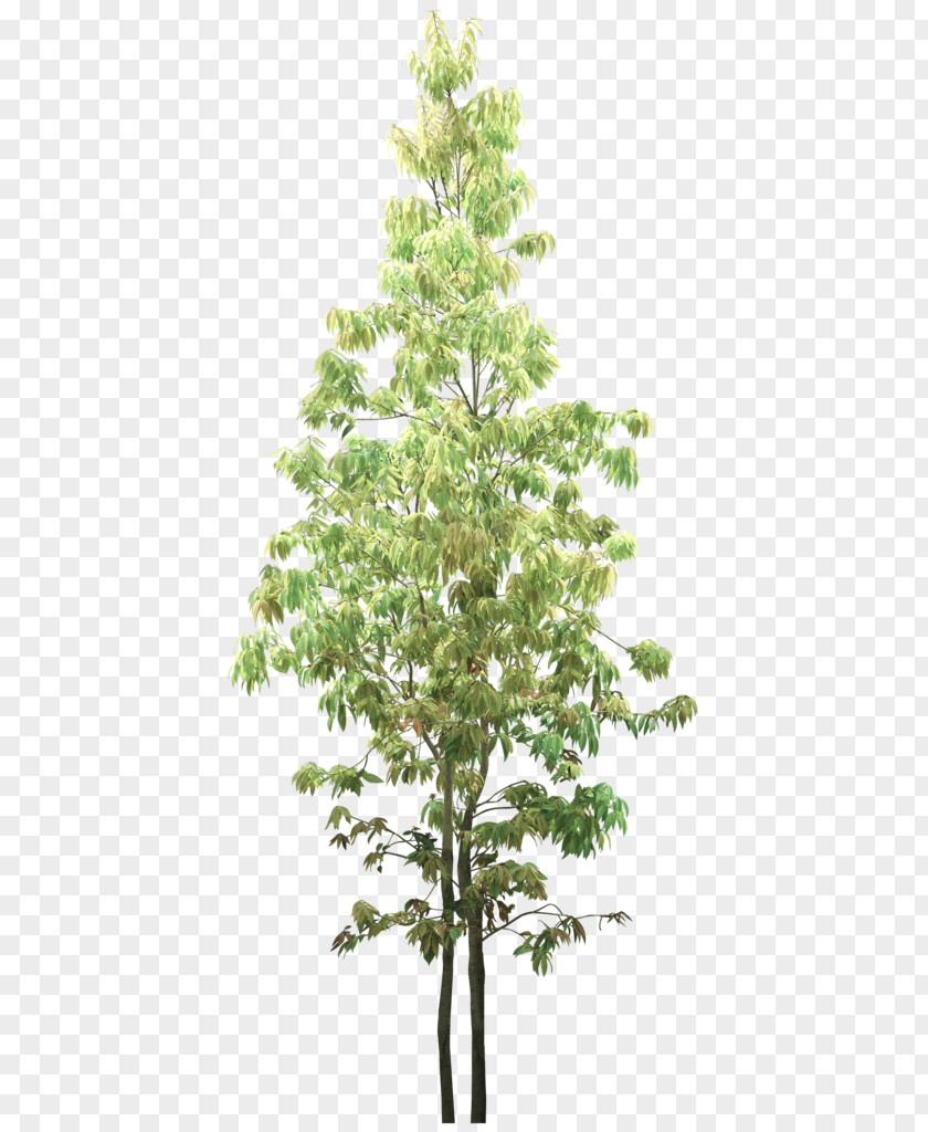 Tree Treelet Facade Spruce Shrub PNG