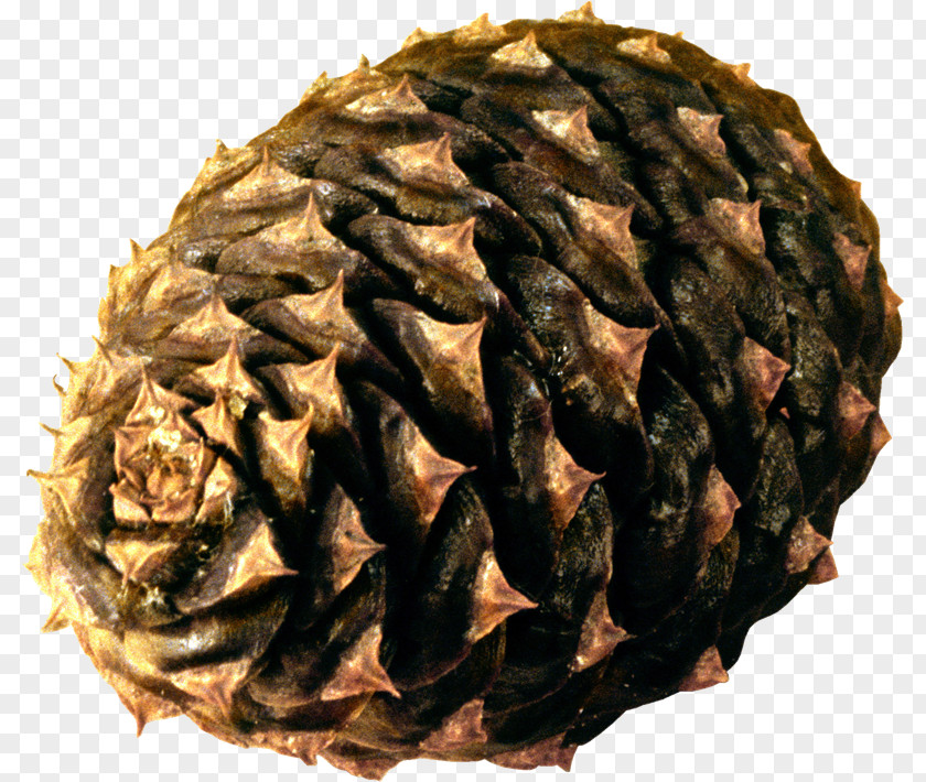 Conifer Cone Pine Clip Art Image PNG