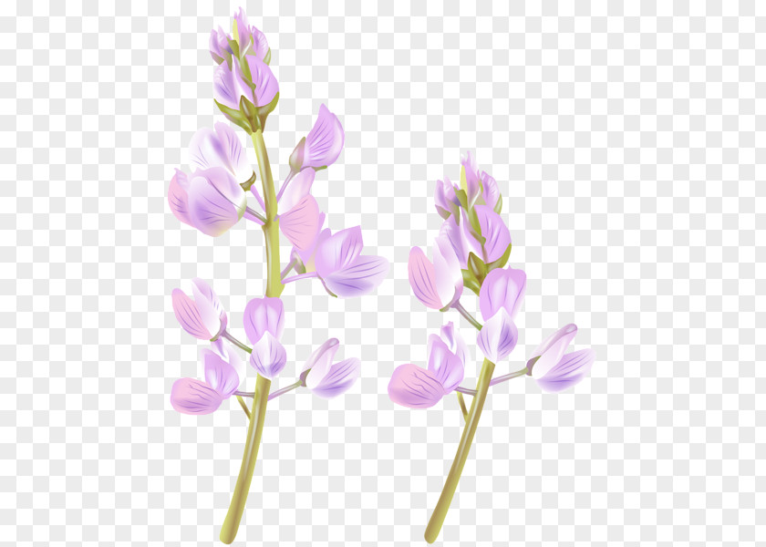 Delphinium Transparency And Translucency Image Clip Art Flower Photograph PNG