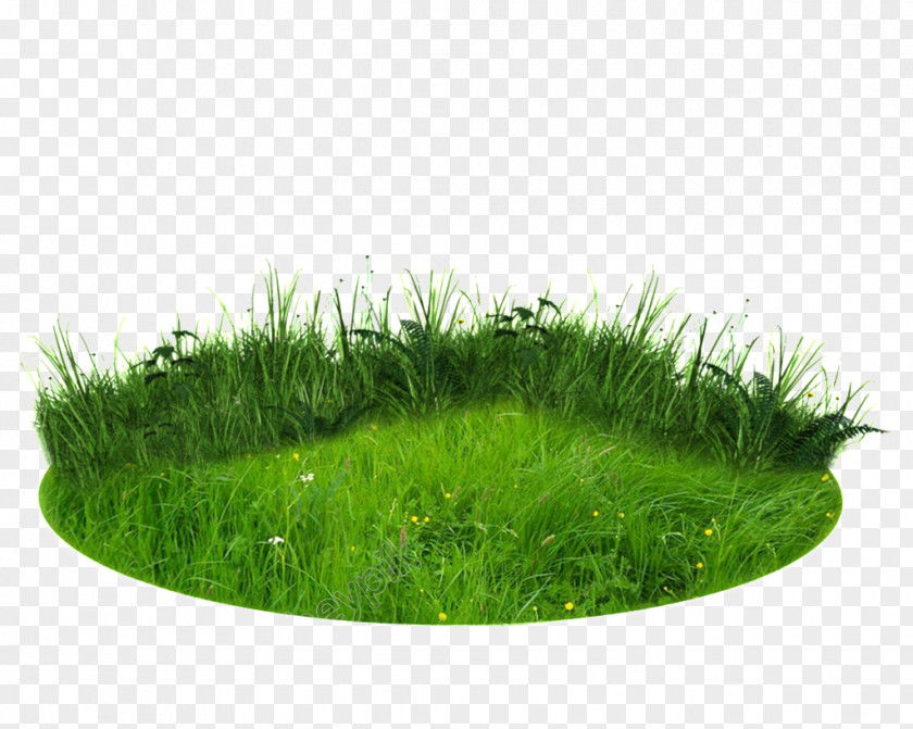 Green Background Hd Clip Art Image Graphic Design Free Content PNG