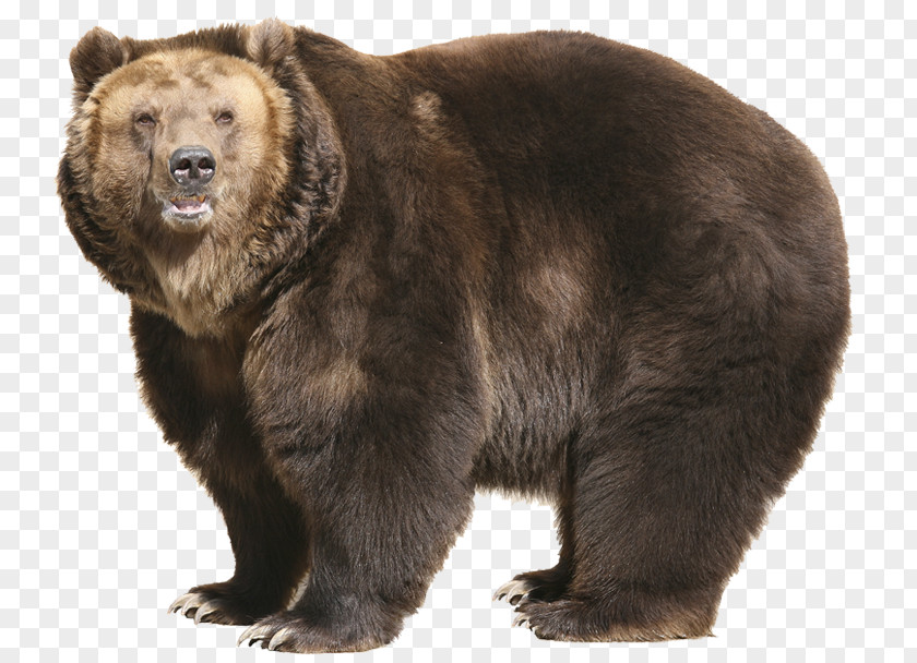 Bear Grizzly T-shirt Sleeve Stock Photography PNG
