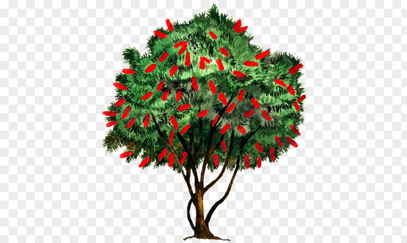 Christmas Tree Fir Ornament Evergreen PNG
