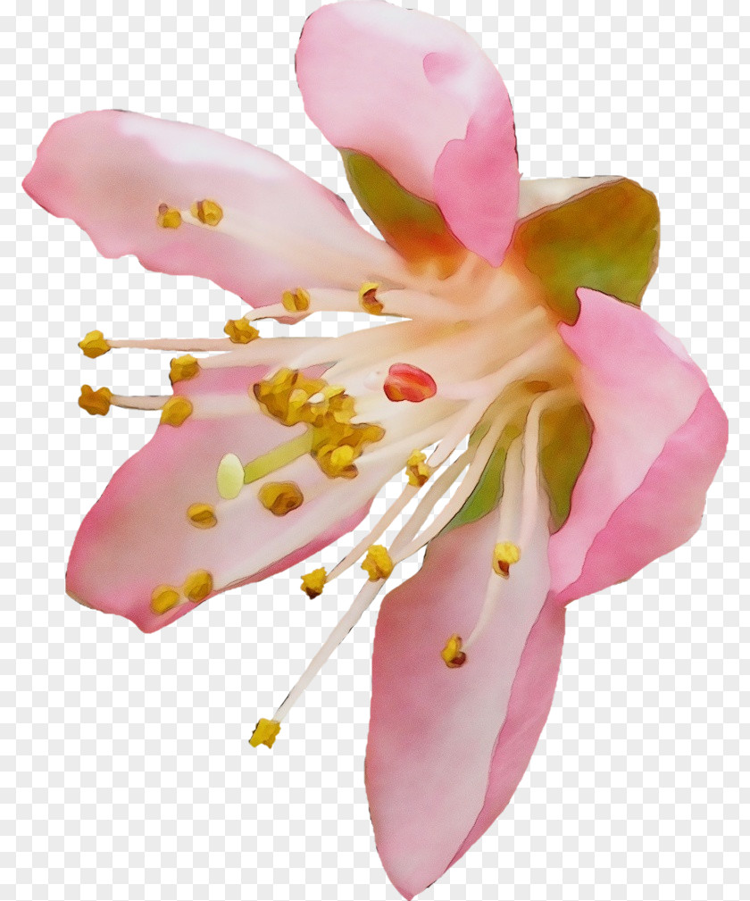 Cut Flowers Alismatales Cherry Blossom PNG